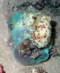 Octopus "smothering" a coral pinnacle, hoping a small fis... by Anel Van Veelen 